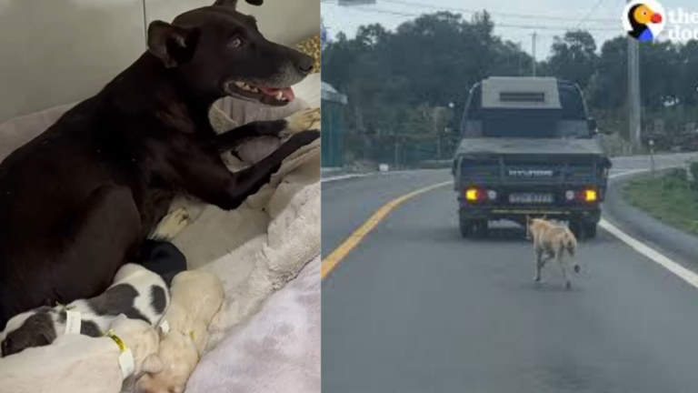 Mom Dog Chases Owner’s Car